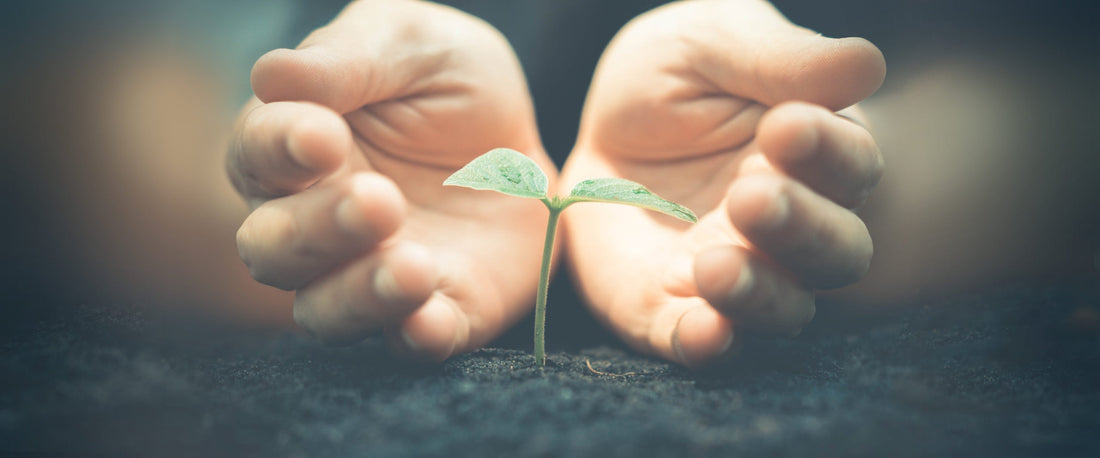 Growing the Seeds of Change